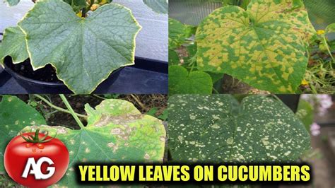 The Leaves On Cucumbers Are Yellowing Urgently Take Action Otherwise