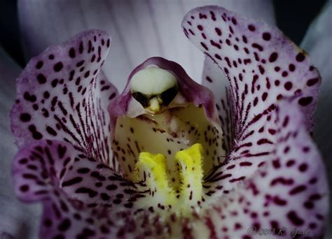 Simply Me Beezmap Orquideas Flores