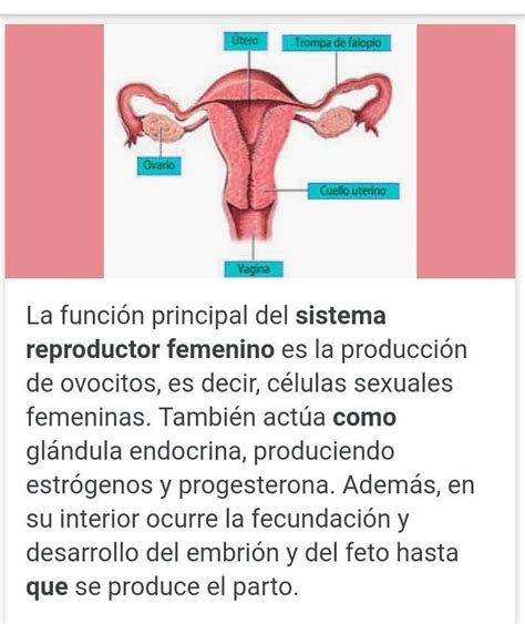 Cu Les Son Las Funciones Espec Ficas Del Sistema Reproductor Femenino