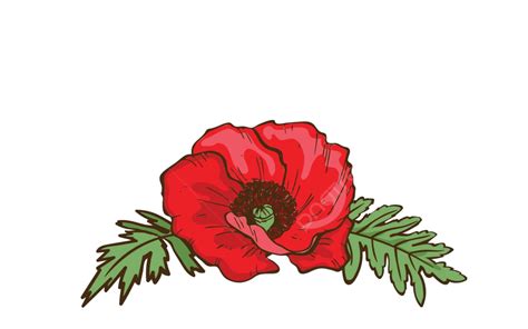 Red Poppy Flower Illustration With Bud And Leaves On White Background