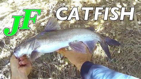 Catfish Lure Sight Casting Just The Fish Ep244c Youtube