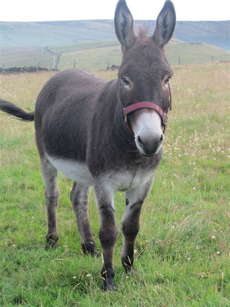 Donkey Animal Hd Images Free Download 1080p ~ Fine Hd Wallpapers