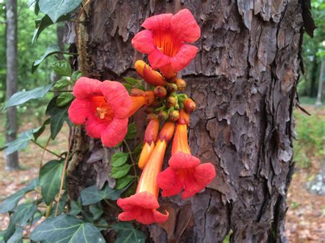 How To Plant And Grow Trumpet Vine 54 Off