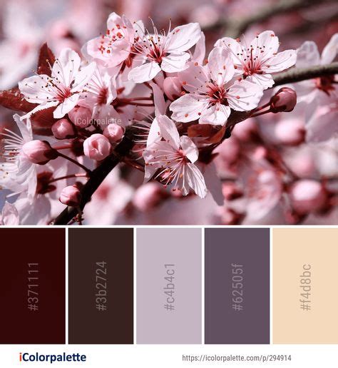 50 Blossom Color Palettes Ideas Cherry Blossom Images Color Palette