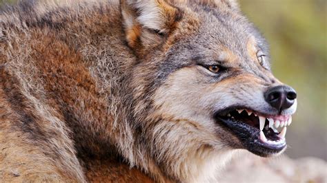 Animal Wolf With Anger Face 4k Hd Animals Wallpapers Hd Wallpapers