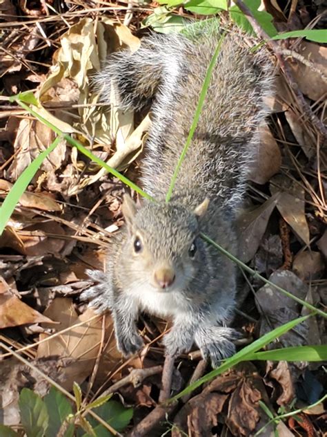 Squirrel Removal Squirrels In Attic Damage Repair Greenville Sc