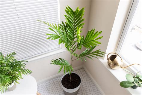 Japanese Fern Tree Plant Care And Growing Guide
