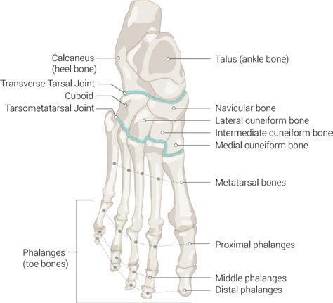 Figure Foot Bones Anatomy Of The Statpearls Ncbi Bookshelf