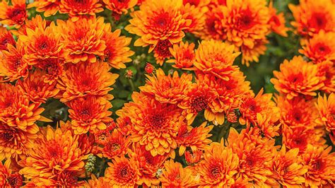 Bunga Chrysanthemum Online Cheap Save 55 Jlcatjgobmx