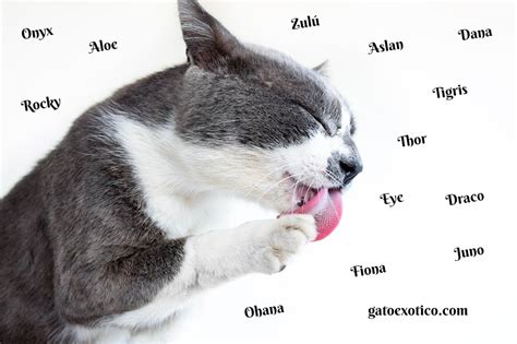 Nombres Para Gatos Hembras Machos Mejores Ideas Aqu