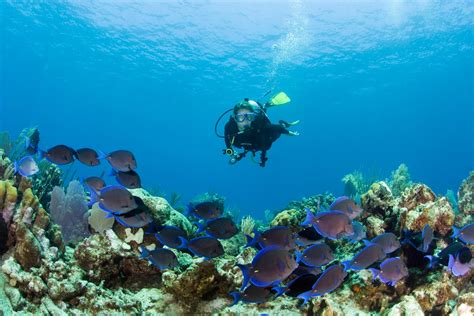 Dive In Why Turks And Caicos Is A Prime Location For Divers