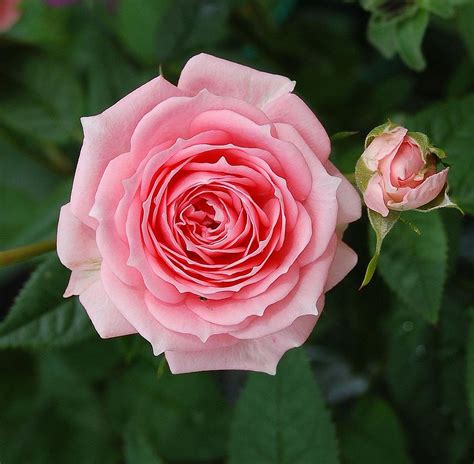 Appartenente alla famiglia delle fabaceae, si riproduce per seme ed è molto resistente sia alla siccità che ai terreni con calce. File:Pink rose .JPG - Wikimedia Commons