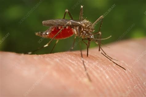 Asian Bush Mosquito Feeding On Human Blood Stock Image C0500507