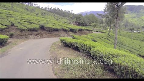 Tata Tea erstwhile Tea Garden in Munnar - driving through Nilgiri tea
