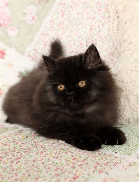 Persians are very sweet in nature, and tend to prefer quiet, peaceful households. Himalayan / Colorpoint Persian Cat Pictures and ...