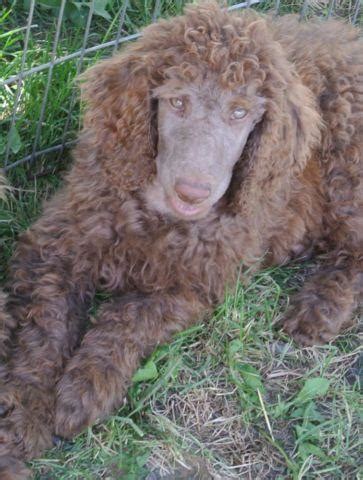 Jul 29, 2021 · the cost to buy a standard poodle varies greatly and depends on many factors such as the breeders' location, reputation, litter size, lineage of the puppy, breed popularity (supply and demand), training, socialization efforts, breed lines and much more. AKC Royal Standard Poodle Silver/beige for Sale in ...