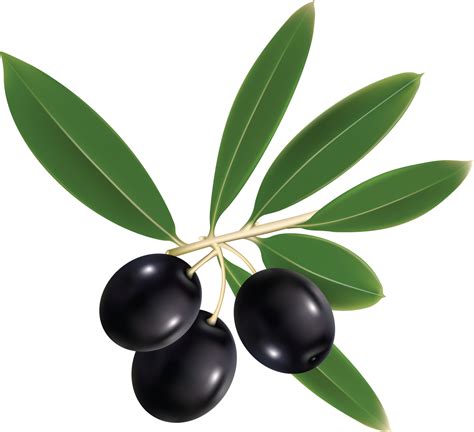 Olives Png Image Purepng Free Transparent Cc0 Png Image Library