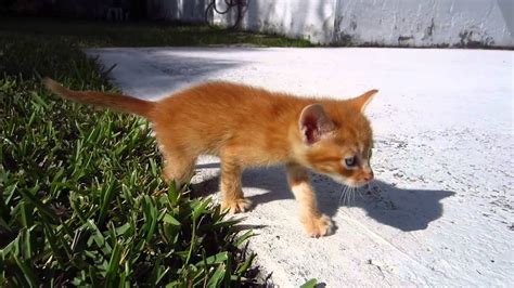 Orange kitten clipart free download! Tiny Orange Foster Kitten - First Time Outside On Grass ...