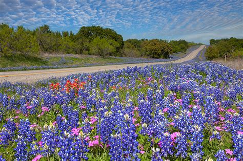 Texas Bluebonnet Highway Bluebonnet Highway In The HIll Country Images From Texas