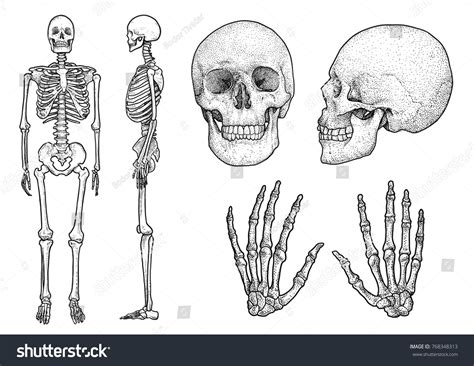 Human Skeleton Collection Illustration Drawing Engraving Stock Vector