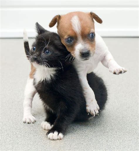 20 Best Cute Kittens And Puppies Together Images By Alice Stryder On
