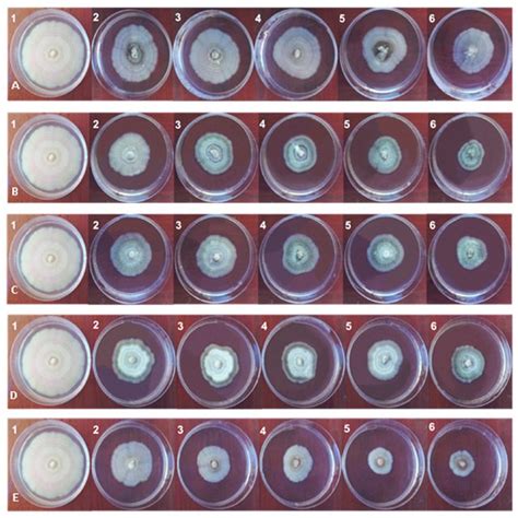 Colletotrichum Musae Colonies Submitted To Dipteryx Punctata Extracts