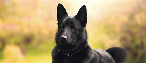 black norwegian elkhound dog breed info characteristics