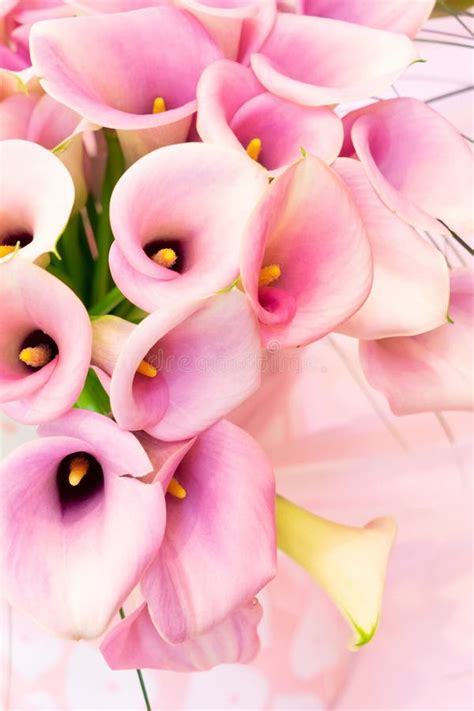 Pink Calla Lilly Stock Image Image Of Flora Beautiful 116571895