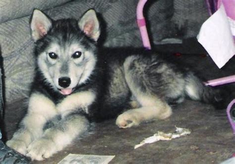 List Of Timber Wolf Mix Breed Dogs