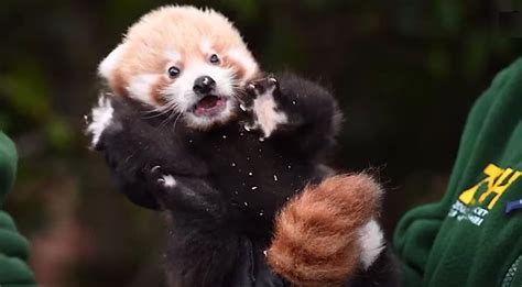 Rare Baby Red Panda That ‘gave Hope For Endangered Species Effort Gets