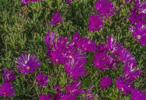 How To Grow And Care For Ice Plants Ice Plant Unusual Plants