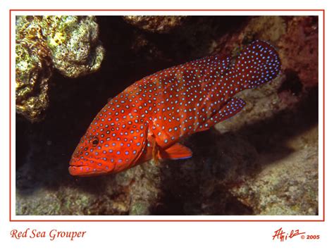 Baik itu ikan laut dangkal, ikan laut dalam dan jenis ikan. IFC ( INDOMINCO FISHING MANIA ): Jenis Ikan laut Kerapu Merah