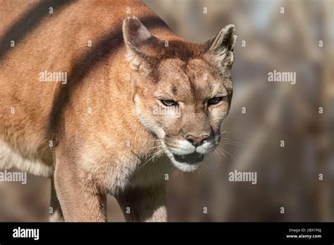 Cougar Big Strong Wild Cat Animal Walking In Natural Brown Environment