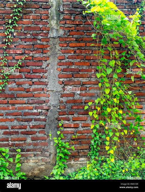 Creeper Growing On A Brick Wall Stock Photo Alamy