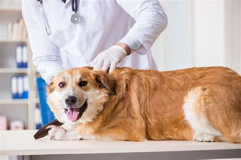 Doctor Examining Golden Retriever Dog In Vet Clinic Stock Image