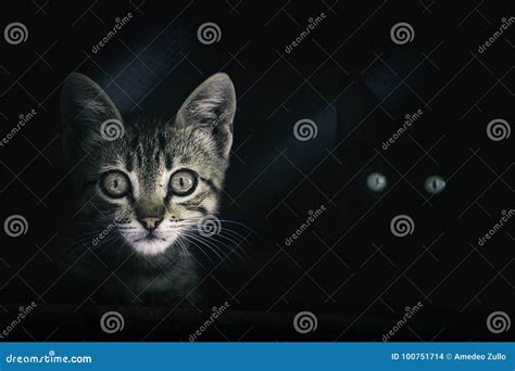Mysterious Cat Eyes In The Dark Stock Photo Image Of Animal Closeup