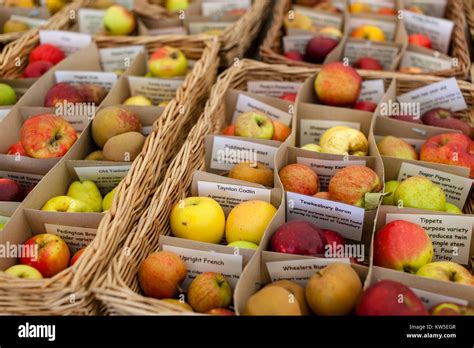 Heritage West Country Apple Varieties Collected By The Gloucestershire