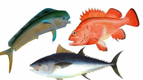 isamas54: Ikan, Sebagai Sumber Daya Makanan yang Sehat