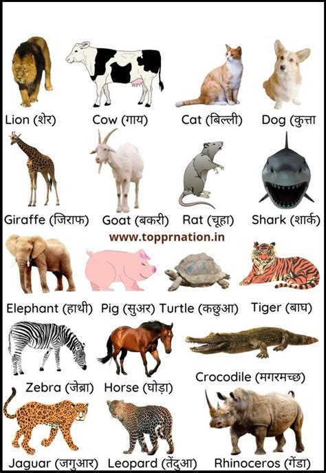 Top 109 5 Animals Name In Marathi