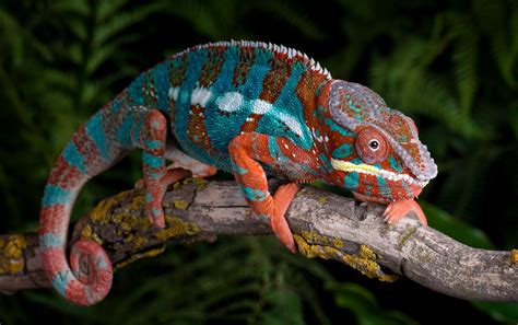 Best Chameleon Breeds For Pets Pets Animals Us