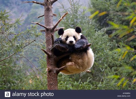 Giant Panda In Sitting In Tree Wolong Breeding Center Sichuan