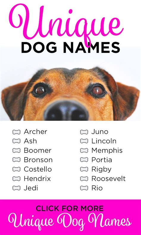 A Dogs Name Is Shown With The Words Unique Dog Names In Pink And White