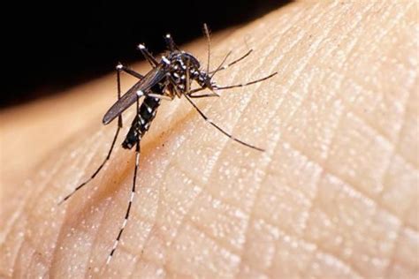 How To Kill Asian Tiger Mosquitoes 8 Steps
