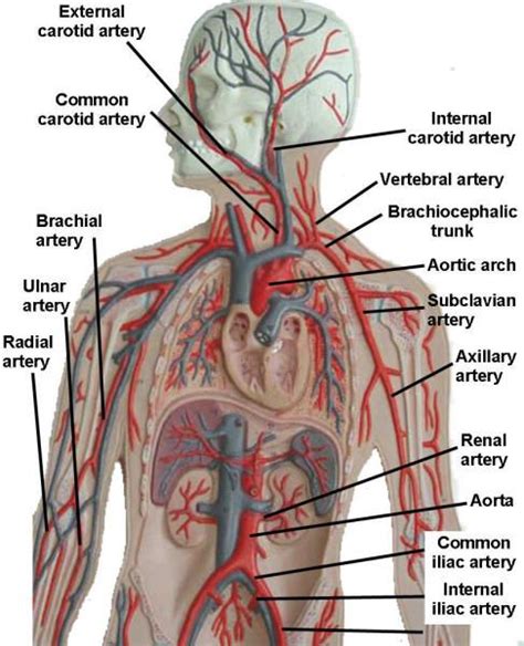 4.which blood vessel will have the high amount of glucose and amino acld after a meal? Image result for human arteries and veins labeled model ...
