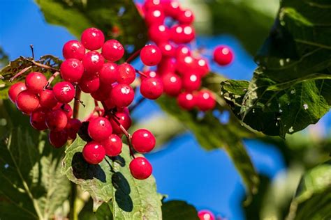 Viburnum Berries Autumn Free Photo On Pixabay Pixabay