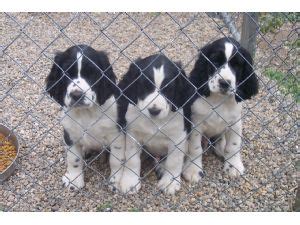 English springer spaniel dog breeders, english springers spaniels, 1st and 10 english springer spaniels, a k c english springer spanials, akc due to our springers easy to train temperament, a pup from kinship kennels can excel in a wide variety of endeavors including agility, flyball, disc dogs. English Springer Spaniel Puppies in Michigan