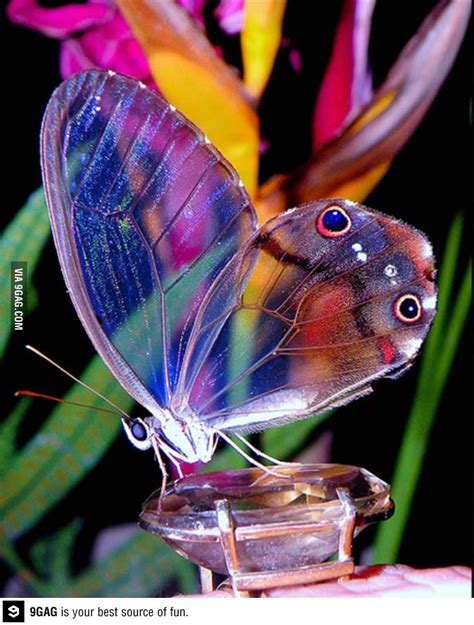 Top Most Beautiful Butterflies Of The World