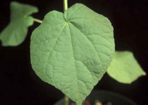 An american highbush cranberry tree in southeastern minnesota plant description. Weed of the month: Velvetleaf // Integrated Crop and Pest ...