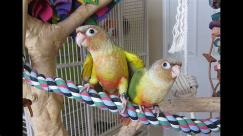 177 And 178 Baby Pineapple Green Cheek Conures 7 Weeks Old Youtube