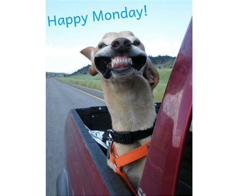 Its Monday Time To Shine 🔆 Happy Monday Animals Monday